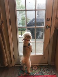 Dog looking through window at home