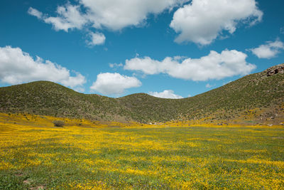 Scenic view of yellow flowering field against sky