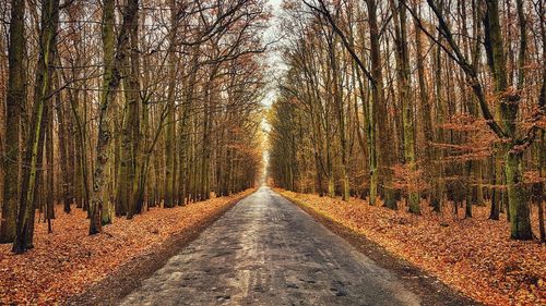 Road amidst trees in forest during autumn