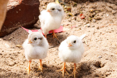 Close-up of chicks 