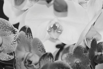 Close-up of flowers blooming outdoors