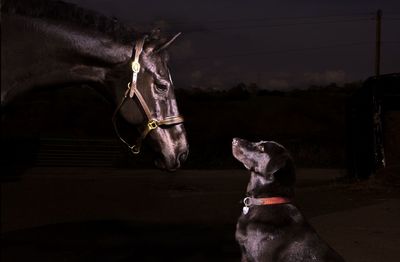 Close-up of horse