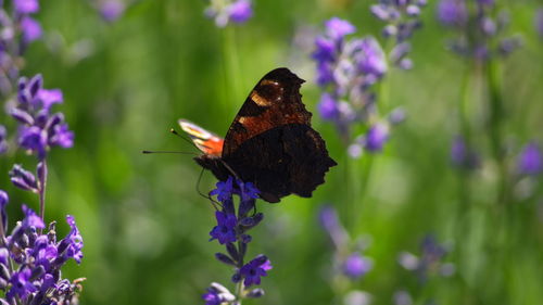 Butterfly on purple flower