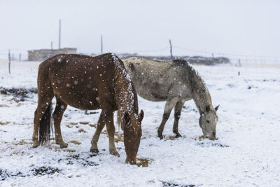 Horse on snow covered field