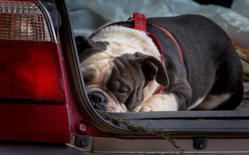 Close-up of dog sleeping in car
