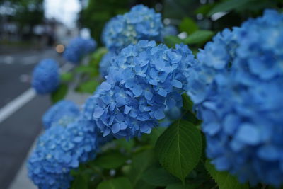 Close-up of purple hydrangea flowers