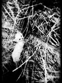 Bird on field