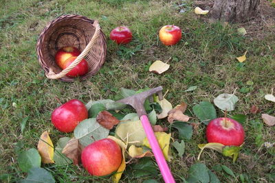 High angle view of apples in basket on field