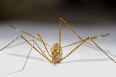 insect
