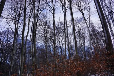 Low angle view of trees against sky