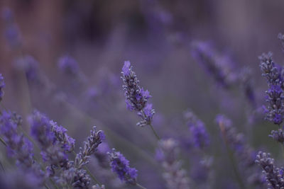 Close-up of purple flowering plant