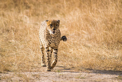 Full length of leopard walking on land