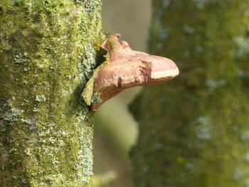 Close-up of lizard on leaf