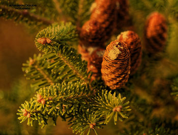 Close-up of pine cone on pine