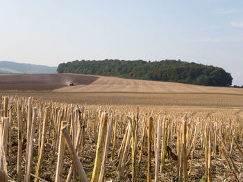 Scenic view of crop