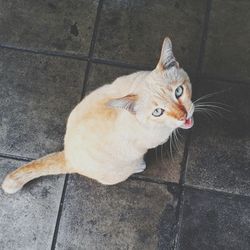 High angle view of cat sitting on street