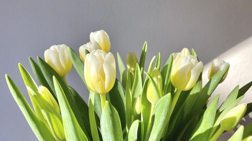 Close-up of tulips against white background