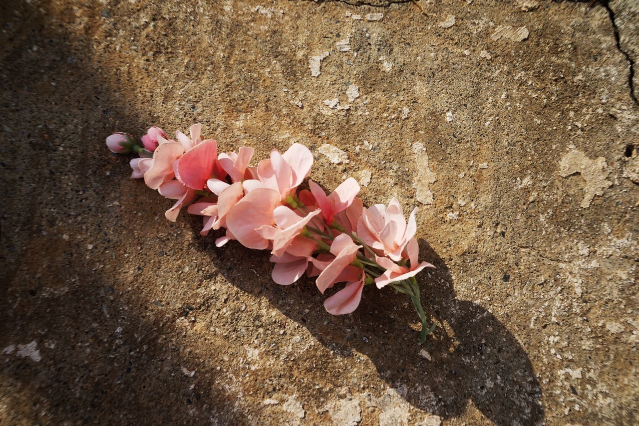 HIGH ANGLE VIEW OF PINK FLOWERING PLANT