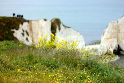 Yellow flowers on field by sea against sky