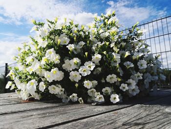 Close-up of white flowering plants against sky