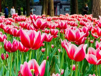 Close-up of pink tulips in park