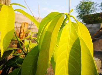 Close-up of yellow leaves