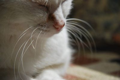 Close-up of cat looking away