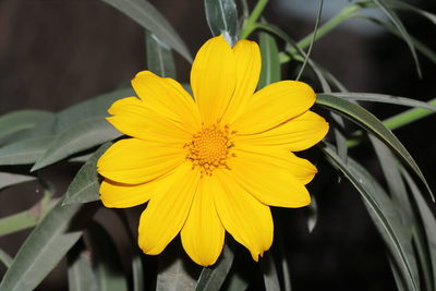 Close-up of yellow flower