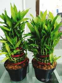 Close-up of potted plant