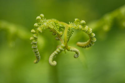 Close-up of fern