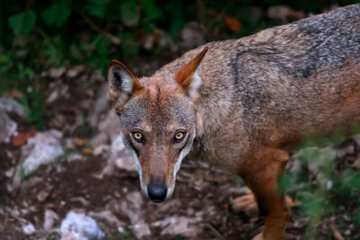 Portrait of wolf standing