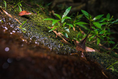 Close-up of wet plant growing on field