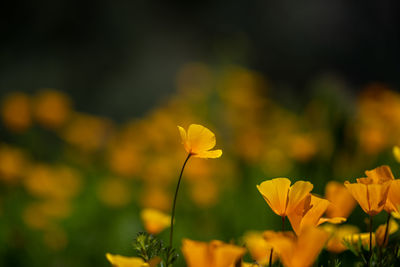 Close-up of yellow flowering plant on field