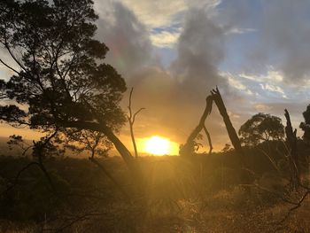 Silhouette trees against sky during sunset