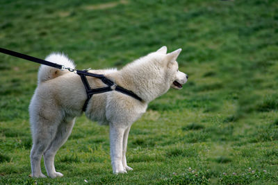 Full length of a dog on field