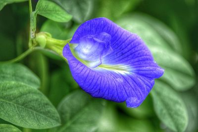 Close-up of purple flower blooming outdoors