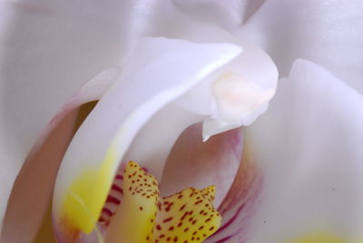 Close-up of yellow flower