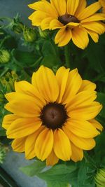 Close-up of fresh sunflower blooming outdoors