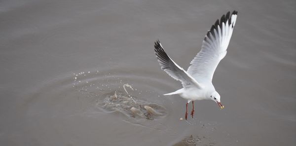 High angle view of seagull flying