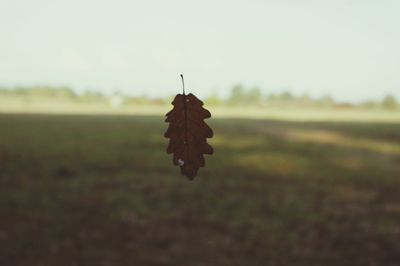 Close-up of plant against blurred background