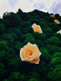 Close-up of rose flower against trees