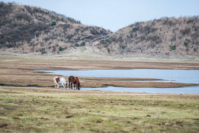 Horse couple drink water in kusasenri prairie observation, aso national park, kumamoto, japan. 