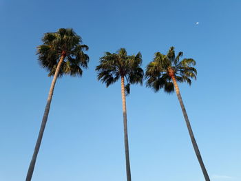 Low angle view of palm trees against clear blue sky