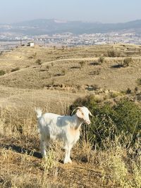 View of goat on field