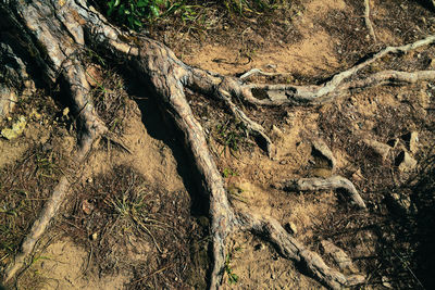 Full frame shot of tree roots on field