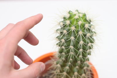 Cropped hand touching cactus plant against white background