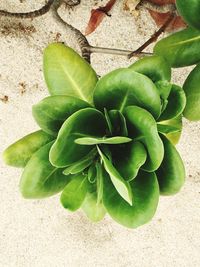 High angle view of fresh green plant