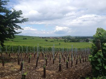 Scenic view of vineyard against sky