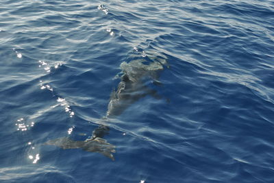 Close-up of turtle in sea