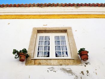 Low angle view of window and potted plant on building